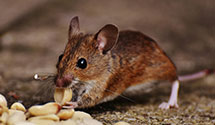 pest-proofing-and-structural-hardening Experts in Charlotte